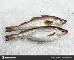 Image result for Merlangius merlangus