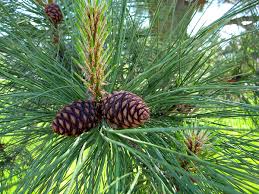 Attēlu rezultāti vaicājumam “Pinus ponderosa”