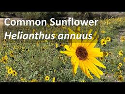 Image result for Helianthus annuus