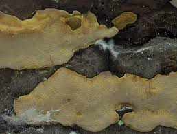 Attēlu rezultāti vaicājumam “Rigidoporus crocatus”