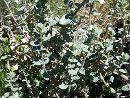 Attēlu rezultāti vaicājumam “Atriplex littoralis leaf”