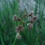 Attēlu rezultāti vaicājumam “Luzula multiflora fruit”