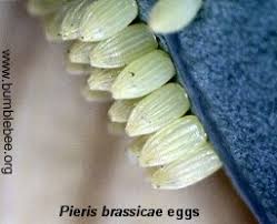 Attēlu rezultāti vaicājumam “Pieris brassicae underside”