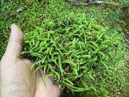 Attēlu rezultāti vaicājumam “Plagiothecium undulatum”