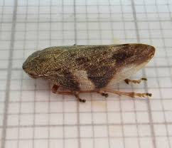 Attēlu rezultāti vaicājumam “Aphrophora alni”