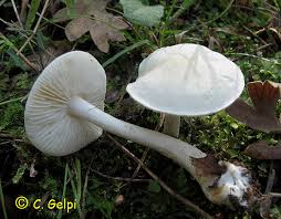 Attēlu rezultāti vaicājumam “Tricholoma album”