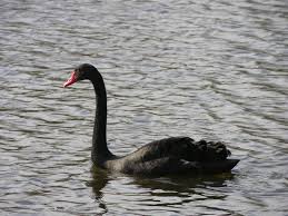 Attēlu rezultāti vaicājumam “Cygnus atratus”