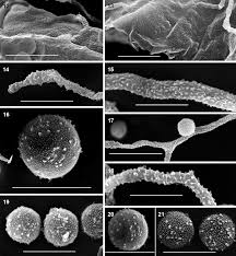 Attēlu rezultāti vaicājumam “Physarum bitectum”