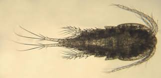 Attēlu rezultāti vaicājumam “Copepoda”