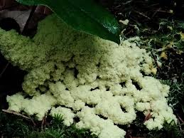 Attēlu rezultāti vaicājumam “Oligonema sp.”