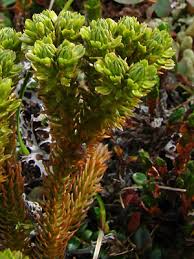 Attēlu rezultāti vaicājumam “Huperzia selago”