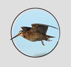 Attēlu rezultāti vaicājumam “Scolopax rusticola juvenile”