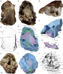 Attēlu rezultāti vaicājumam “Laccognathus panderi”
