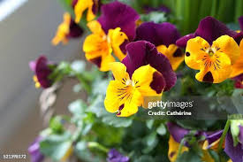 Attēlu rezultāti vaicājumam “Viola arvensis flower”