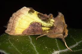 Attēlu rezultāti vaicājumam “Diachrysia tutti”