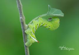 Attēlu rezultāti vaicājumam “Scapania mucronata macro”