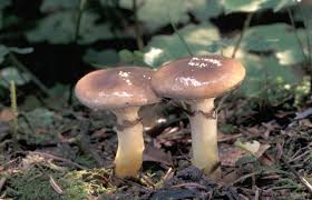 Attēlu rezultāti vaicājumam “Gomphidius glutinosus”