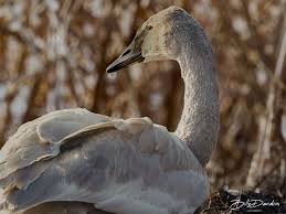 Attēlu rezultāti vaicājumam “Cygnus cygnus juvenile”