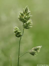 Attēlu rezultāti vaicājumam “Dactylis glomerata subsp. glomerata”