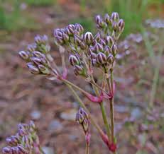 Attēlu rezultāti vaicājumam “xComagaria rosea  flower”