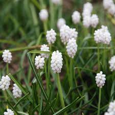 Attēlu rezultāti vaicājumam “Muscari botryoides flower”