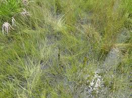 Attēlu rezultāti vaicājumam “Cladopodiella francisci macro”