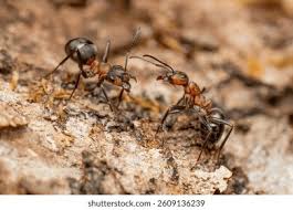 Attēlu rezultāti vaicājumam “Formica rufa imago”