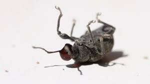 Attēlu rezultāti vaicājumam “Cychrus caraboides”