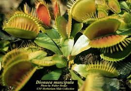 Attēlu rezultāti vaicājumam “Diachea muscorum young”