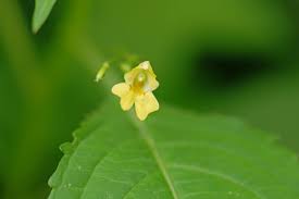 Attēlu rezultāti vaicājumam “Impatiens parviflora”