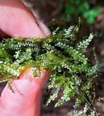 Attēlu rezultāti vaicājumam “Nowellia curvifolia sporophyte”