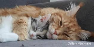 Afbeeldingsresultaat voor katten