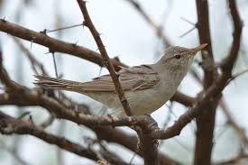 Image result for Hippolais olivetorum