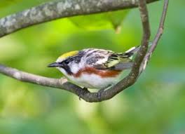 Attēlu rezultāti vaicājumam “Sylvia atricapilla male”