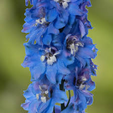 Image result for Delphinium