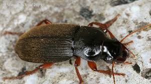 Attēlu rezultāti vaicājumam “Pseudoophonus rufipes”