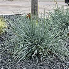 Attēlu rezultāti vaicājumam “Leymus arenarius”