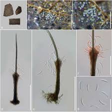 Attēlu rezultāti vaicājumam “Stemonitis foliicola stalked”