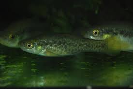 Attēlu rezultāti vaicājumam “Alloeotomus sp.”