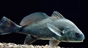 Image result for Aplodinotus grunniens