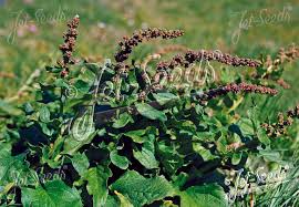 Attēlu rezultāti vaicājumam “Chenopodium bonus-henricus leaf”