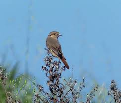 Image result for Lanius isabellinus