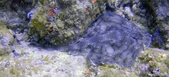 Image result for Raja undulata