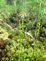 Attēlu rezultāti vaicājumam “Hammarbya paludosa”