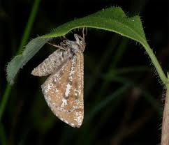 Attēlu rezultāti vaicājumam “Bupalus piniaria male”