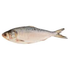 Image result for ikan