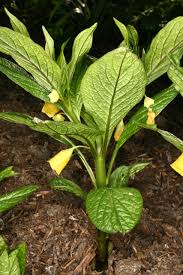 Attēlu rezultāti vaicājumam “Scopolia carniolica leaf”