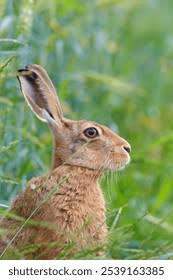 Attēlu rezultāti vaicājumam “Leporida”