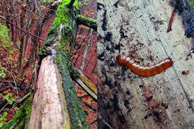 Attēlu rezultāti vaicājumam “Cucujus cinnaberinus larva”