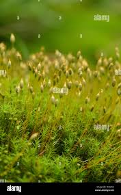 Attēlu rezultāti vaicājumam “Polytrichastrum formosum sporophyte”